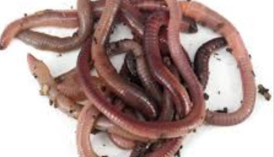 Lob worms